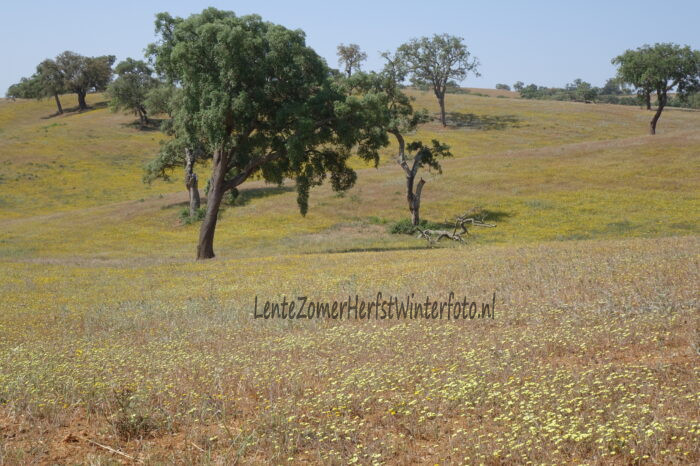 Atlentejo-Portugal-2023-hills-yellow-flowers